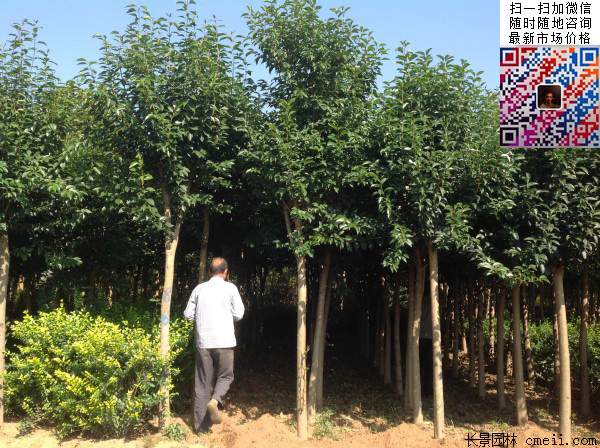 大葉女貞 大葉女貞