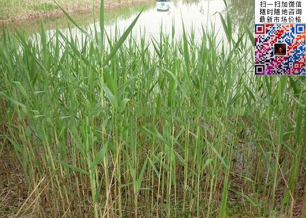 蘆葦 蘆葦