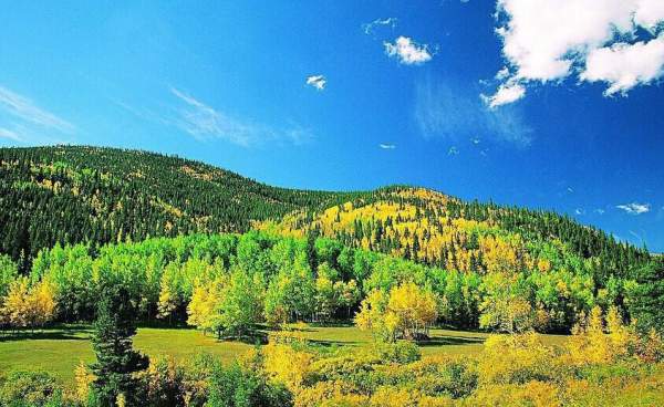 采購綠化苗木 采購綠化苗木