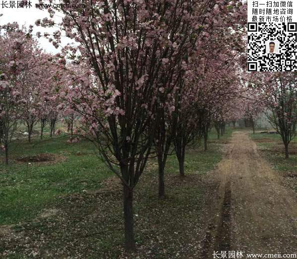 西府海棠花 西府海棠花