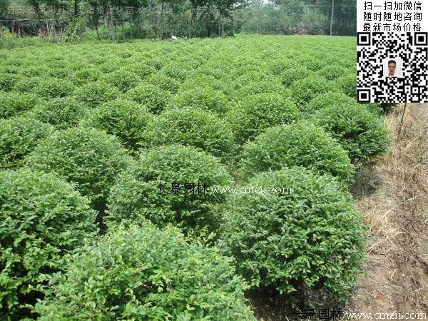 80~90~100公分小葉女貞球 80~90~100公分小葉女貞球