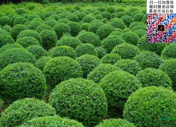 小葉女貞球 小葉女貞球