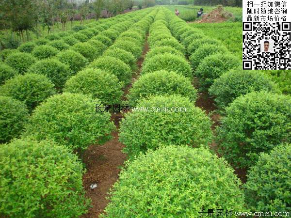 小葉女貞球最新價格_報價信息 小葉女貞球最新價格_報價信息