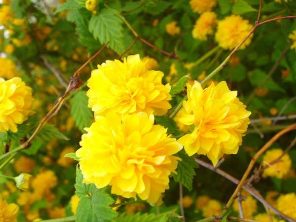 棣棠球價格以及棣棠球簡單介紹 棣棠球價格以及棣棠球簡單介紹