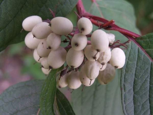 紅瑞木的生長習性是什么,適合在什么地方種植