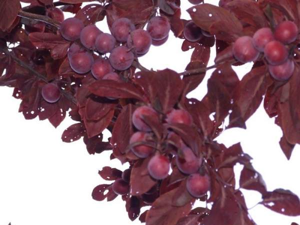 紫葉李和紅葉李的花語是什么?