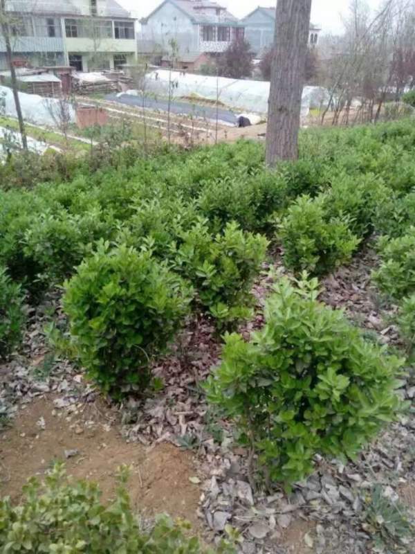 大葉黃楊球 大葉黃楊球