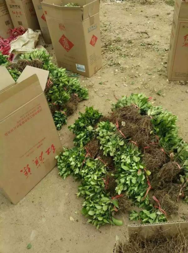 大葉黃楊苗 大葉黃楊苗