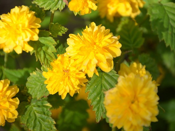 棣棠花的種植有哪些需要注意的地方？