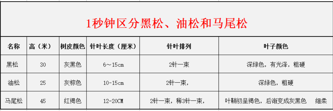 1秒鐘區分黑松、油松和馬尾松