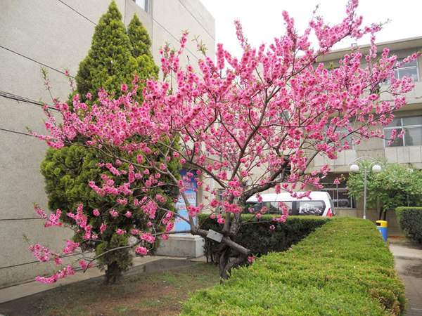 紅葉碧桃在園林綠化中都有哪些用途？