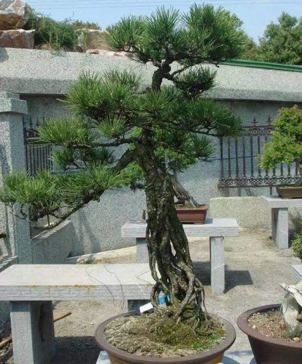 黑松盆景 黑松盆景