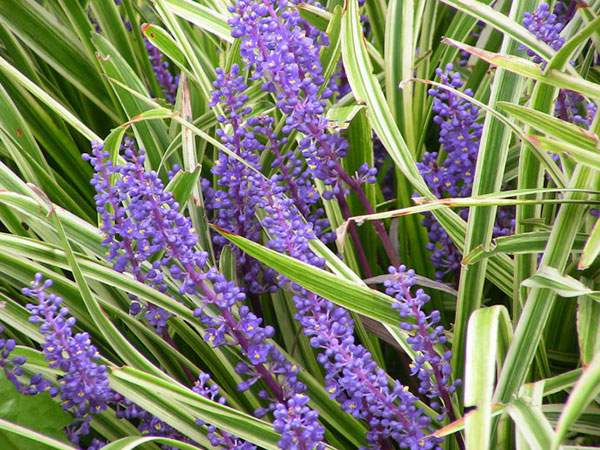 金邊麥冬 金邊麥冬