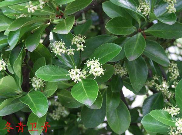 冬青衛矛 冬青衛矛