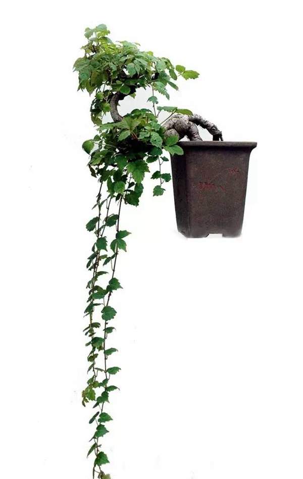 爬山虎盆景 爬山虎盆景