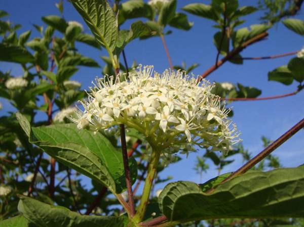 紅瑞木花-長景園林 紅瑞木花-長景園林