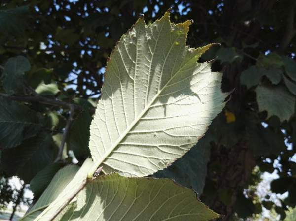 裂葉榆樹(shù)葉子 裂葉榆樹(shù)葉子