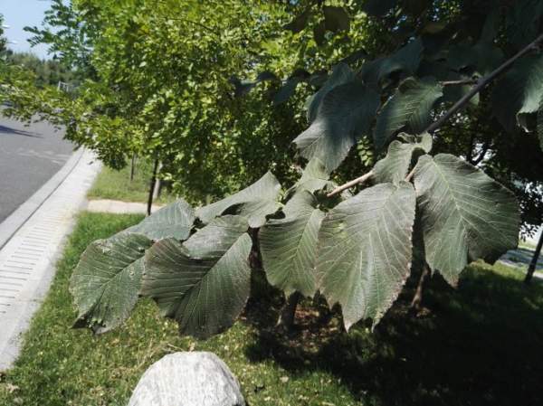 裂葉榆樹(shù)葉子 裂葉榆樹(shù)葉子