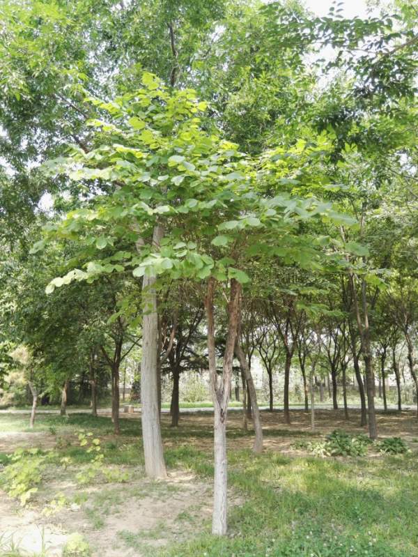 大葉樸樹(shù)圖片 大葉樸樹(shù)圖片