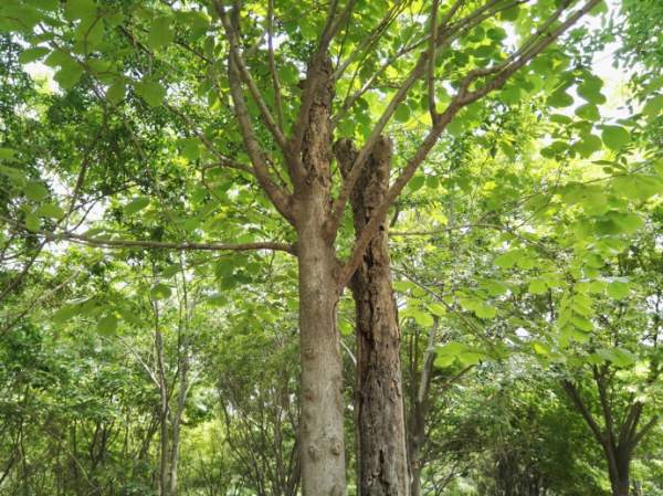 大葉樸樹(shù)圖片 大葉樸樹(shù)圖片