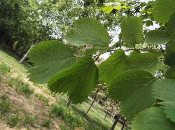 大葉樸樹(shù)圖片 大葉樸樹(shù)圖片