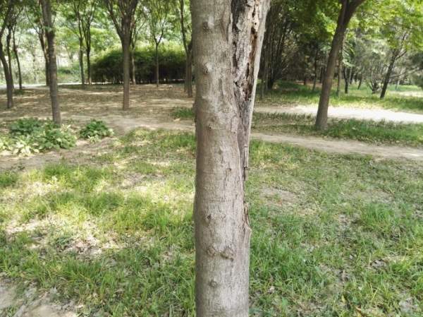 大葉樸樹(shù)圖片 大葉樸樹(shù)圖片