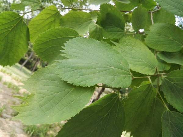 大葉樸樹(shù)圖片 大葉樸樹(shù)圖片