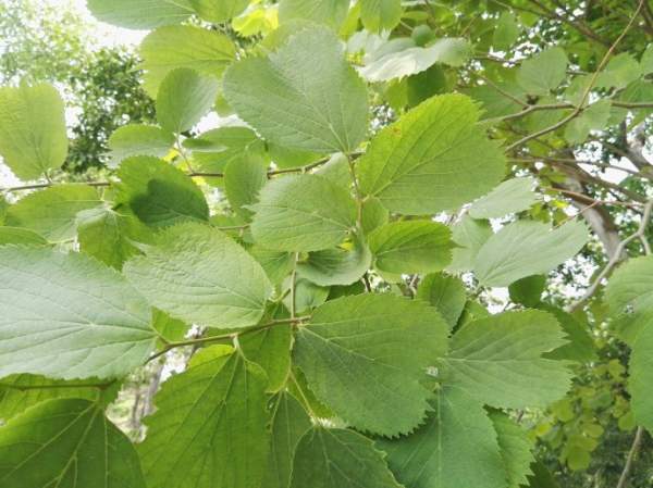 大葉樸樹(shù)圖片 大葉樸樹(shù)圖片