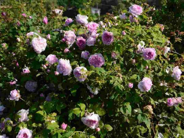 法國薔薇 法國薔薇