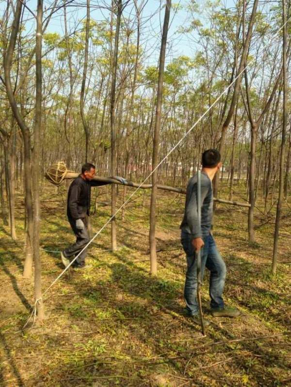 供應(yīng)8公分9公分10公分苦楝樹 供應(yīng)8公分9公分10公分苦楝樹