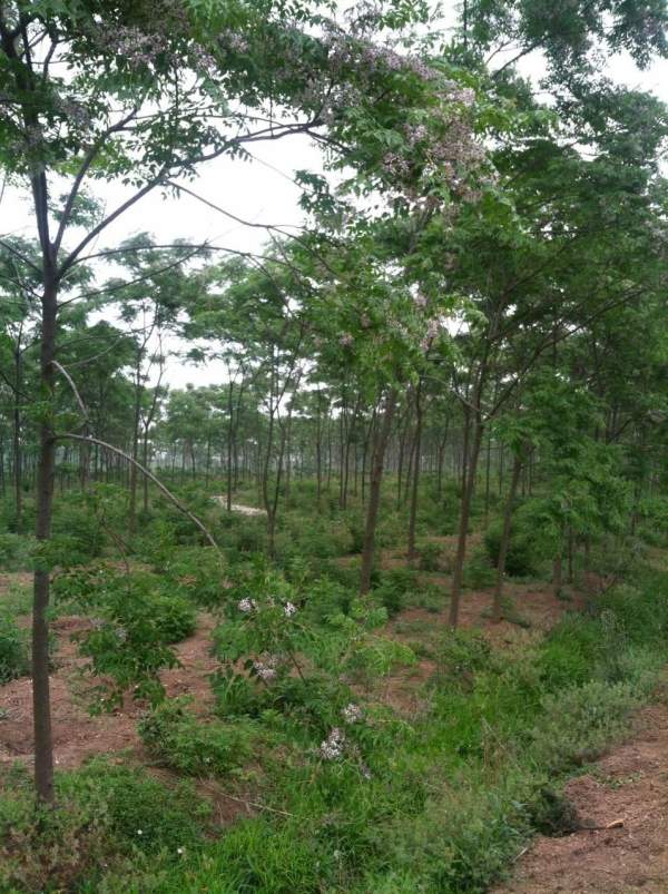 供應(yīng)8公分9公分10公分苦楝樹 供應(yīng)8公分9公分10公分苦楝樹