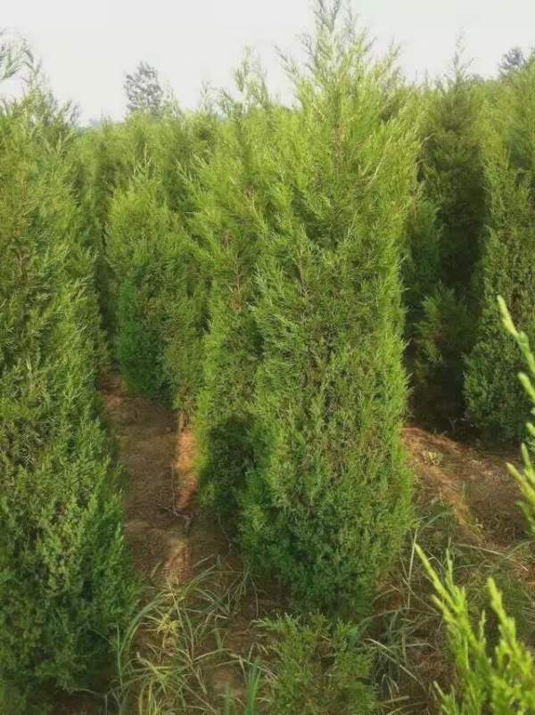 高度2.7米2.8米3米蜀檜價(jià)格優(yōu)惠 高度2.7米2.8米3米蜀檜價(jià)格優(yōu)惠