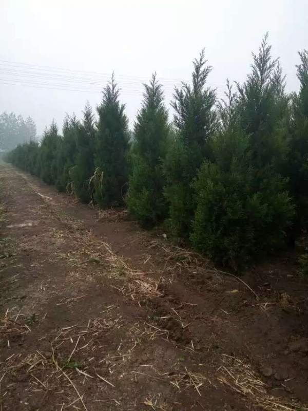 高度3米3.5米大蜀檜裝車_現場圖片 高度3米3.5米大蜀檜裝車_現場圖片