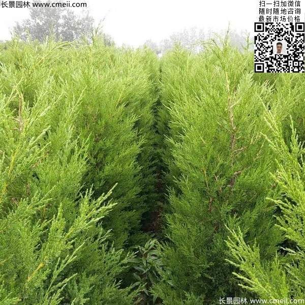 高度1.2米1.3米蜀檜 高度1.2米1.3米蜀檜