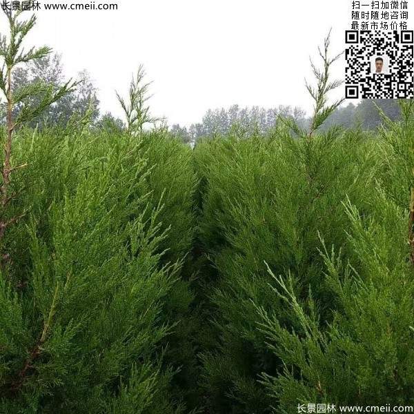 高度1.2米1.3米蜀檜 高度1.2米1.3米蜀檜