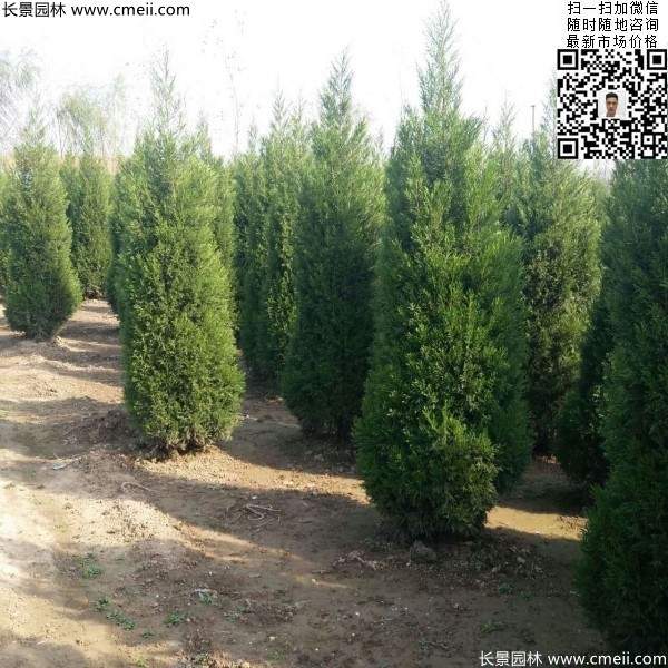 高度2.2米2.5米大蜀檜精品苗冠幅大 高度2.2米2.5米大蜀檜精品苗冠幅大