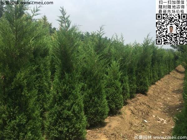 高度2.2米2.5米大蜀檜精品苗冠幅大 高度2.2米2.5米大蜀檜精品苗冠幅大