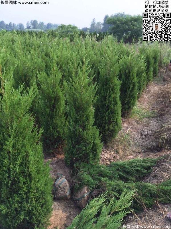 高度60公分70公分80公分蜀檜大量供應 高度60公分70公分80公分蜀檜大量供應