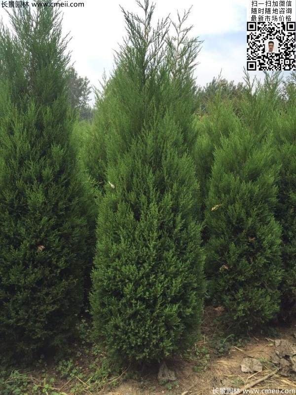 高度2.2米2.3米蜀檜大量供應(yīng)公路綠化植物 高度2.2米2.3米蜀檜大量供應(yīng)公路綠化植物