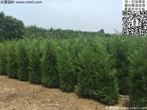 高度2.2米2.3米蜀檜大量供應(yīng)公路綠化植物 高度2.2米2.3米蜀檜大量供應(yīng)公路綠化植物
