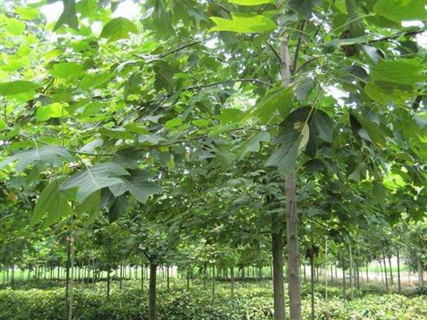 鵝掌楸基地鵝掌楸圖片 鵝掌楸基地鵝掌楸圖片