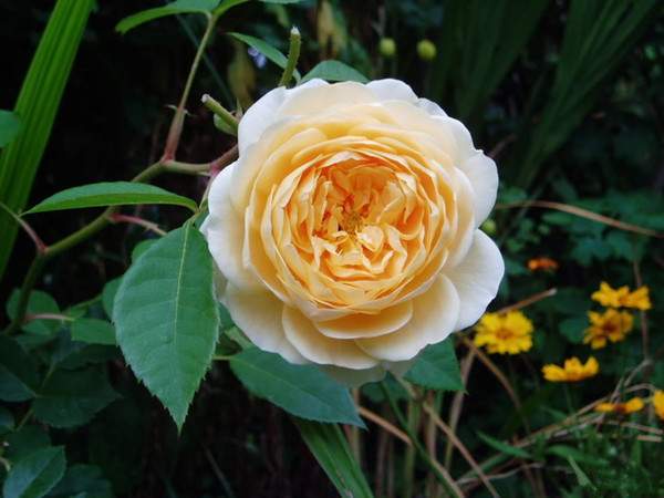 歐月-長景園林 歐月-長景園林