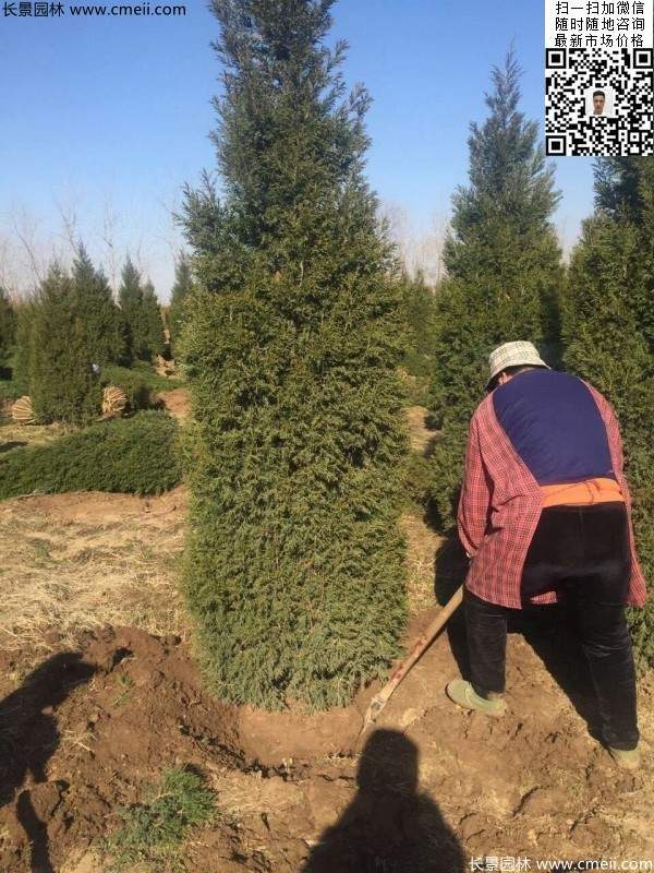 高度2.5米2.8米3米塔柏起苗現(xiàn)場圖片 高度2.5米2.8米3米塔柏起苗現(xiàn)場圖片