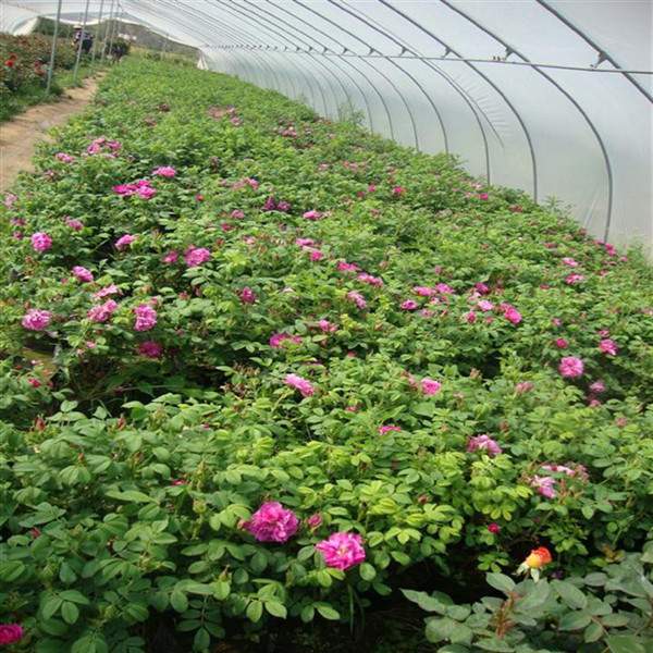 物美價(jià)廉的食用玫瑰在哪買(mǎi)？