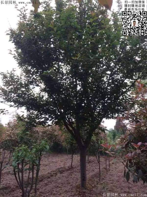 地徑14公分15公分16公分櫻花樹 地徑14公分15公分16公分櫻花樹