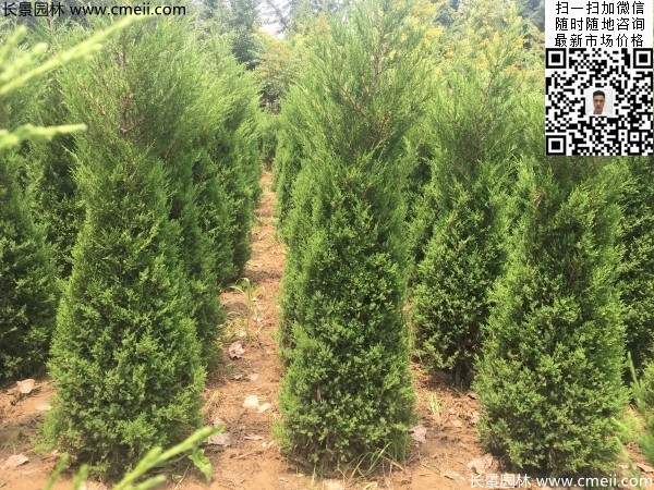 高度2米蜀檜圖片 高度2米蜀檜圖片