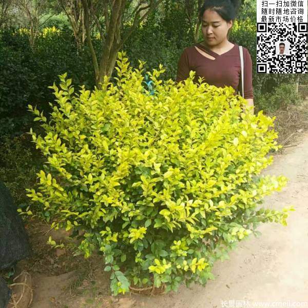 冠幅1.3米1.4米金葉女貞球圖片大量供應