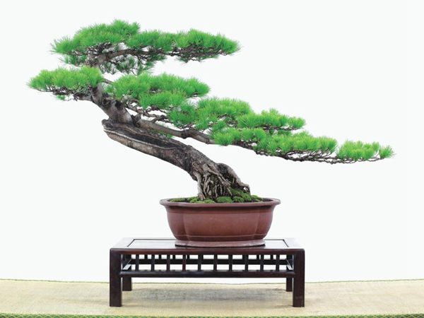 有著百變造型之王的五針?biāo)墒窃鯓訜挸傻?/><br/></div><p><strong>(1）取、審材</strong><br/>我國引種栽培五針?biāo)桑捎诮Y(jié)實少，且多發(fā)育不良，種粒<a href='http://m.kuroba.com.cn/huahaijianshe/138890.html' target='_blank'>發(fā)芽率</a>低，故多采用嫁接法繁殖。<br/>盆栽五針?biāo)桑侵谱魑遽標(biāo)膳杈暗闹饕牧稀Ｋ母Γ煞耧@露，樁干有無彎度，哪些地方突出好看，都要仔細(xì)審視一番。通過審材，找出好觀賞面。五針?biāo)捎^賞價值高低，在于姿色的奇妙與否。通過審材，進行藝術(shù)取舍，決定部分根、枝、干、針葉的去留。<br/><strong>(2）上盆</strong><br/>①選盆：五針?biāo)勺藨B(tài)清秀古雅、翠葉蔥籠，宜用外型古雅，色澤深沉的紫砂陶盆。懸崖式用中深圓形盆或正方盆；斜干式、直干式則用長方形盆或橢圓盆；曲干式用稍深的馬槽盆；合栽式用較淺長方形盆，其大小可視樹形而選定。<br/>②用土：栽植五針?biāo)傻呐柰烈擞觅|(zhì)地疏松、肥沃的微酸性土，按輕壤60%，砂土3o%a與腐殖土to％的比例以及腐熟餅肥1份混合使用，PH值5-6最宜。<br/>③栽植：五針?biāo)缮吓柙灾惨源杭拘氯~吐芽前3月左右最好，也可在秋季新枝成長后8月中旬至9月進行。上盆前修剪傷根、爛根，剪短粗根，在剪口上涂蠟，以防松脂外流。栽時盆土要稍干，盆底墊一層碎瓦片及粗砂之類，以利排水透氣。<br/>④造型與布局：五針?biāo)芍l自然形成層片，層次分明，線條清晰；生長緩慢，枝干上無不定芽萌發(fā)，因此不耐修剪。粗枝不易屈曲，蟠扎造型必須從幼齡樹開始，五針?biāo)稍煨蛻?yīng)以吊扎為主，結(jié)合修剪，作為基本方法。<br/>制作五針?biāo)膳杈埃推渌?盆栽五針?biāo)桑侵谱魑遽標(biāo)膳杈暗闹饕牧稀Ｋ母Γ煞耧@露，樁干有無彎度，哪些地方突出好看，都要仔細(xì)審視一番。通過審材，找出好觀賞面。五針?biāo)捎^賞價值高低，在于姿色的奇妙與否。通過審材，進行藝術(shù)取舍，決定部分根、枝、干、針葉的去留。<br/><br/><strong>制作五針?biāo)膳杈埃推渌杈耙粯樱⒅嘏杳娴牟季郑v究自然，給人以舒適的美感。</strong><br/>盆面布局，應(yīng)有疏有密，或“疏能走馬”，或“密不通風(fēng)”。要突出主體，在一盆中，合栽幾株五針?biāo)桑怀鲋黧w，其余則為烘托與陪襯。<br/>盆面布局，要講究層次，這在盆中表現(xiàn)為粗細(xì)、大小的對比。細(xì)到一枝一根上下功夫，使之形象生動，景中有景。樹樁的枝干、針片，各占盆面多少位置，樹、石、亭、橋、屋宇、人物小品等配件的大小，要精心安排，恰到好處，突出盆景主題。總之充分運用藝術(shù)造型和造景手法以提高盆景的整體藝術(shù)美。<br/><br/></p><div align=