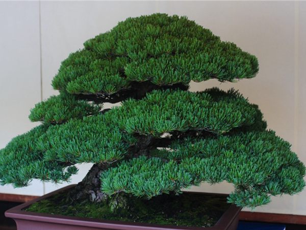 有著百變造型之王的五針?biāo)墒窃鯓訜挸傻?/><br/></div><p><strong>盆景的養(yǎng)護</strong><br/>(1）澆水<br/>盆土表面見干即澆透水。五針?biāo)上财赏粒膳柰灵L濕不干。喜葉水，可常噴葉水。五針?biāo)上矟駶櫩諝猓摹⑶锾鞖飧稍飼r，要進行地面噴水，以增加小環(huán)境的空氣濕度。<br/>(z）施肥<br/>五針?biāo)刹幌泊蠓省夥剩┓蔬^多易傷根。在缺肥控水的情況下，可促其長成蒼老的姿態(tài)。可在3-5月和9-11月，每月施淡肥水一次，6-8月不宜施肥。對幼樹可多施春肥，以加快生長，對成樹可在秋季多施一些肥，以利保型和越冬需要。<br/>(3）修剪<br/>五針?biāo)尚藜糁饕钦浚刂粕L，保持樹形美觀。一般在每年3-4月間，新芽伸長而未成針前，可視情況摘掉部分芽。如頂芽過密，長勢旺盛可以多摘，反之少摘，摘芽宜在晴天進行，傷口易愈合。此外還要根據(jù)樹形美的需要來考慮適度修剪，剪去過密枝、弱枝、枯枝以及多余枝條。枝條剪除宜在秋后進行，為防止傷口流脂，應(yīng)及時用蠟封口為好。<br/>(4)病蟲害防治<br/>五針?biāo)沙Ｒ娙~銹病、根腐病、煤污病，介殼蟲、蚜蟲、紅蜘蛛等為害，可于冬季噴灑30倍石硫合劑或用農(nóng)藥予以防治。同時要注意通氣透光，盆土不宜過濕，以利于防治病蟲害。<br/></p>
      </div>



      
    </article>
  </main>

</div>
<footer id=