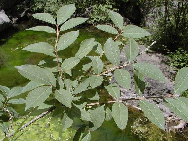 衛矛枝葉 衛矛枝葉